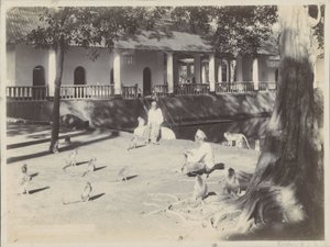 Hommes indiens avec des singes dans une cour près de l