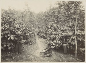 Femmes travaillant dans une plantation aux Indes néerlandaises - Onnes Kurkdjian