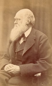 Portrait de Charles Darwin à 72 ans, vers 1871 - Oscar Gustav Rejlander
