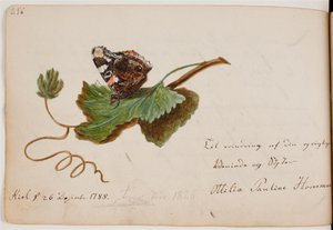 Papillon sur une feuille - Ottilie Pauline Horneman