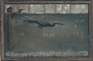 Cormoran plongeur, 1900 - Otto H. Bacher