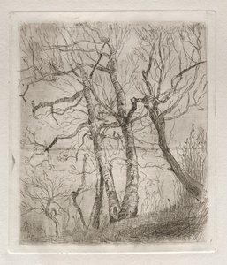 Arbres - Otto H. Bacher