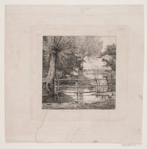 Saules près d