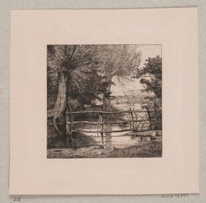 Saules près d