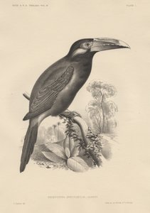 Selenidera Spectabilis, lithographie par Bowen et Co., 1850 - Otto Koehler