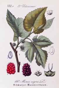 Feuilles et fruits de mûrier noir (Morus nigra), illustration de Otto Wilhelm Thome, extrait de Flora von Deutschland, Osterreich und der Schweiz