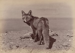 [Renard], 1886 - Ottomar Anschütz