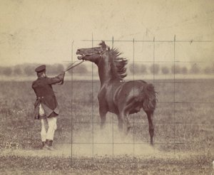 Cheval, 1884 - Ottomar Anschütz