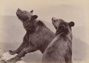 [Deux ours], 1889 - Ottomar Anschütz
