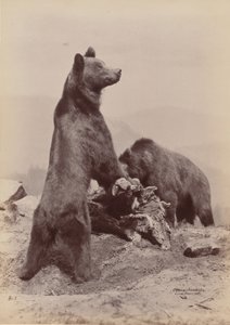 [Deux ours] - Ottomar Anschütz