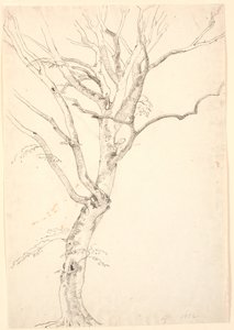 Feuille de Hêtre