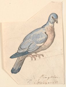 Un pigeon ramier