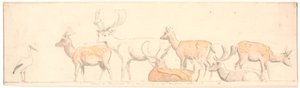 Un troupeau de cerfs et une cigogne