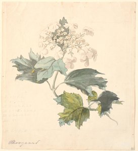 Viorne (Viburnum)