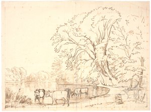 Vaches près d