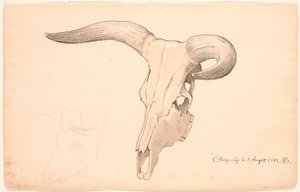 Crâne de vache, en trois quarts de profil, la corne gauche courbée - P.C. Skovgaard