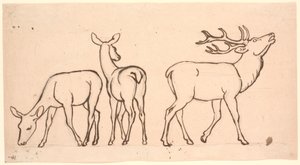 Cerfs et deux biches