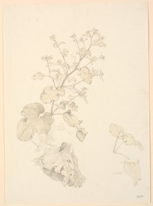 Plantes de rumex - P.C. Skovgaard