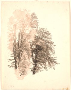 Étude du sommet de quelques hêtres