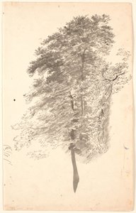 Étude de grands arbres élancés avec feuillage - P.C. Skovgaard