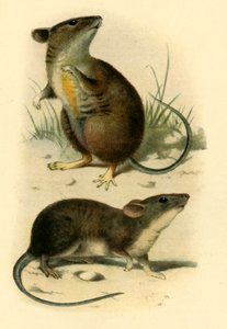 Souris de St. Kilda