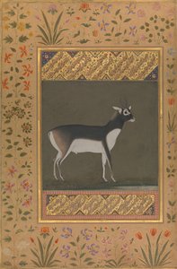 Cerf noir, Folio de l