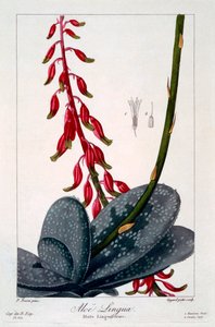Aloe lingua, pub. 1836