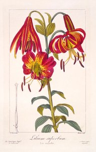 Lys turc américain, pub. 1836 - Panacre Bessa