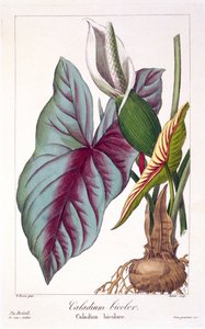 Caladium bicolor, pub. 1836