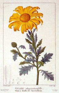Calendula officinalis Souci, pub. 1836 - Panacre Bessa