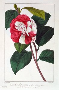 Camellia Japonica, pub. 1836 - Panacre Bessa