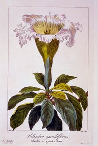 Vigne de calice