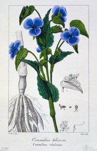 Commelina tuberosa - Panacre Bessa