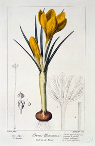 Crocus Maesiacus, 1836 - Panacre Bessa