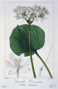Euricles coronata, pub. 1836 - Panacre Bessa