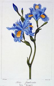 Iris frangé, pub. 1836