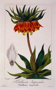 Fritillaria imperialis, pub. 1836