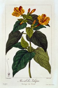 Ipomea Purga, pub. 1836 - Panacre Bessa