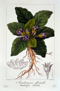 Mandragore: Mandragora officinarum, pub. 1836 - Panacre Bessa
