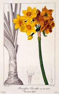 Narcissus Tazetta, pub. 1836 - Panacre Bessa