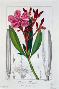 Nerium Oleander - Panacre Bessa