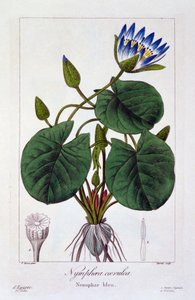 Nymphaea caerulea, pub. 1836 - Panacre Bessa