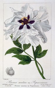 Peaeonia Suffruticosa, pub. 1836