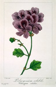 Pelargonium, pub. 1836 - Panacre Bessa