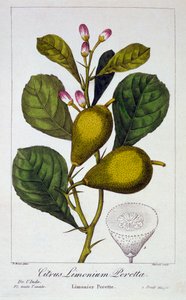 Peretta Lemon, pub. 1836 - Panacre Bessa