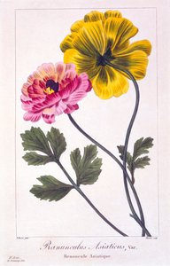 Renoncule persane, publiée en 1836 - Panacre Bessa