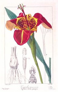 Fleur de tigre ou Fleur de paon, pub. 1836 - Panacre Bessa