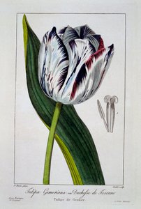 Tulipe : Duchesse de Toscane, pub. 1836 - Panacre Bessa