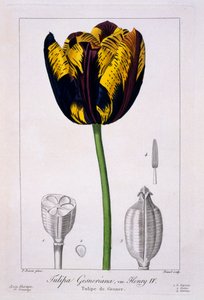 Tulipe : Henri IV