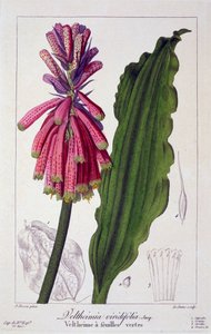 Veltheimia viridifolia, pub. 1836